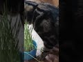 💓Кот Гром💓