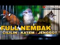 MASTERAN GACOR CILILIN-KAPAS TEMBAK-CUCAK JENGGOT FULL NEMBAK AUDIO JERNIH COCOK BUAT ISIAN MURAI