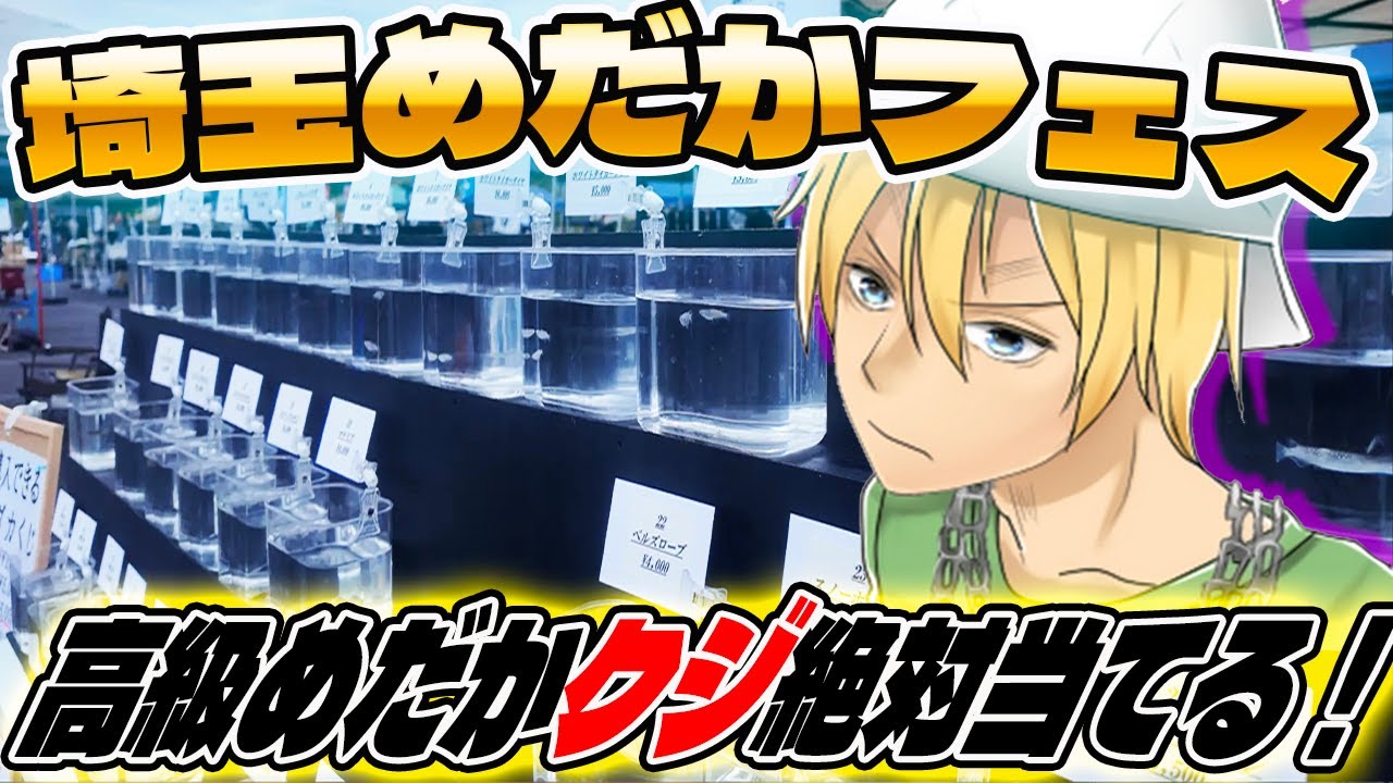 さいたまめだかフェス！超高級メダカくじ当たりが出るまで引いてみた！