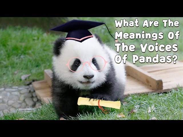 What Are The Meanings Of The Voices Of Pandas？| iPanda class=