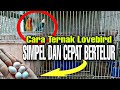 Cara ternak Lovebird sangat simpel dan cepat produksi || Pemula Harus tau