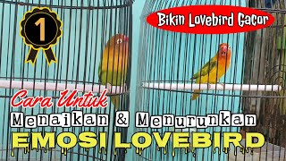 Cara Untuk Menaikan dan Menurunkan Emosi Lovebird | Ngekek Gacoor Jalan Lapangan