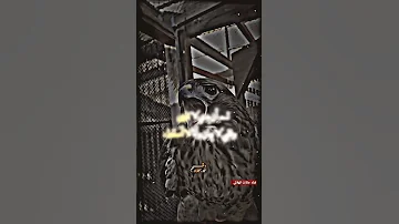 حالات واتس اب صوت الصقر اشتركو بالقناه وترقيبو كل جديد 