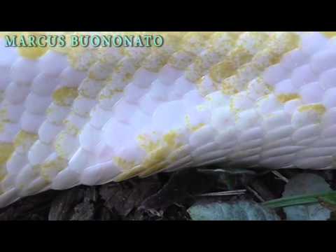 Vídeo: Como As Cobras Se Movem