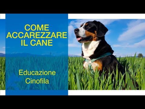 Video: I Posti Migliori Per Accarezzare Il Tuo Cane