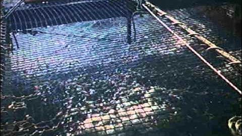 TIKI 21 CATAMARAN COOKIE SAILING - HOMING IN FAST ON NEWPORT