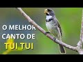 O MELHOR CANTO DE TUI TUI ZEL ZEL POR 10 HORAS
