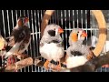 Zebra finch WING NOISE show off - Squeaky chirps feather cleaning 4K 🤗☀️ (Watching the Birds)