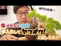 【前編】メルカリで買った盆栽を手入れしたらいくらで売れるのか?!【破門の危機】