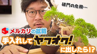 にわか盆栽 (多種類) まとめて譲渡 ,値下げ Bonsai resale value after proper care? [Excommunication crisis