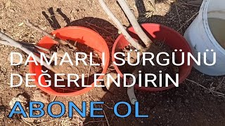 İnci̇r. Damarli Di̇b Sürgünüğmur