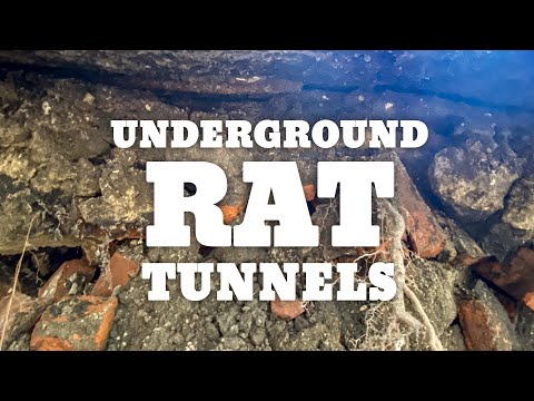 Rat Exclusion In Philadelphia