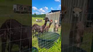 Alpacas Enjoying a Spraydown on a HOT Farm day! #alpacas #shorts