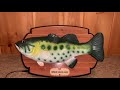 Big mouth rainbow trout HQ audio