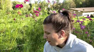 Make the MOST of your Cosmos: how to use as cut flowers and seed saving