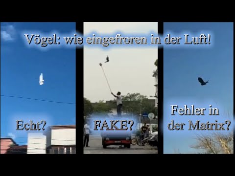 Video: Wettbewerb 