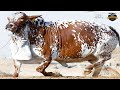Shamsi Cattle Farm Unloading at Sohrab Goth Cow Mandi #season2021