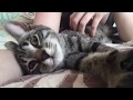 Котёнок мурлычет и ласкается/Няшный котёнок