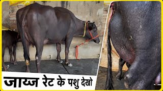 ईस से सस्ती नही मिलेगी आधे रेट 18 किलो की ताजा ब्याई व दुध तैयार की Balwan Dairy farm ✅