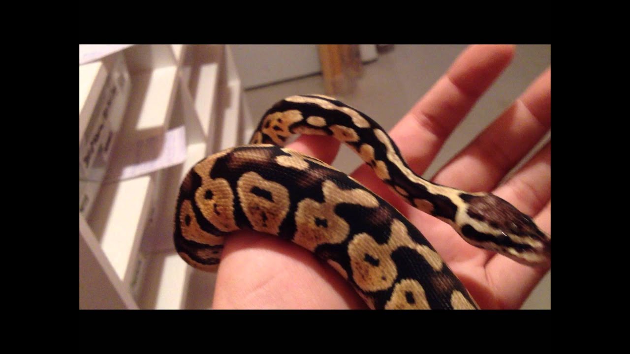 camera iphone 8 plus apk News on 2011 Female Pastel ~ Robert Rose Reptiles.