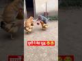 मुर्गों पे बैठ महायुद्ध 😂😂 #shorts #cat #ai #aivideo #funny #facts #aiart #animotion #tejamaurya