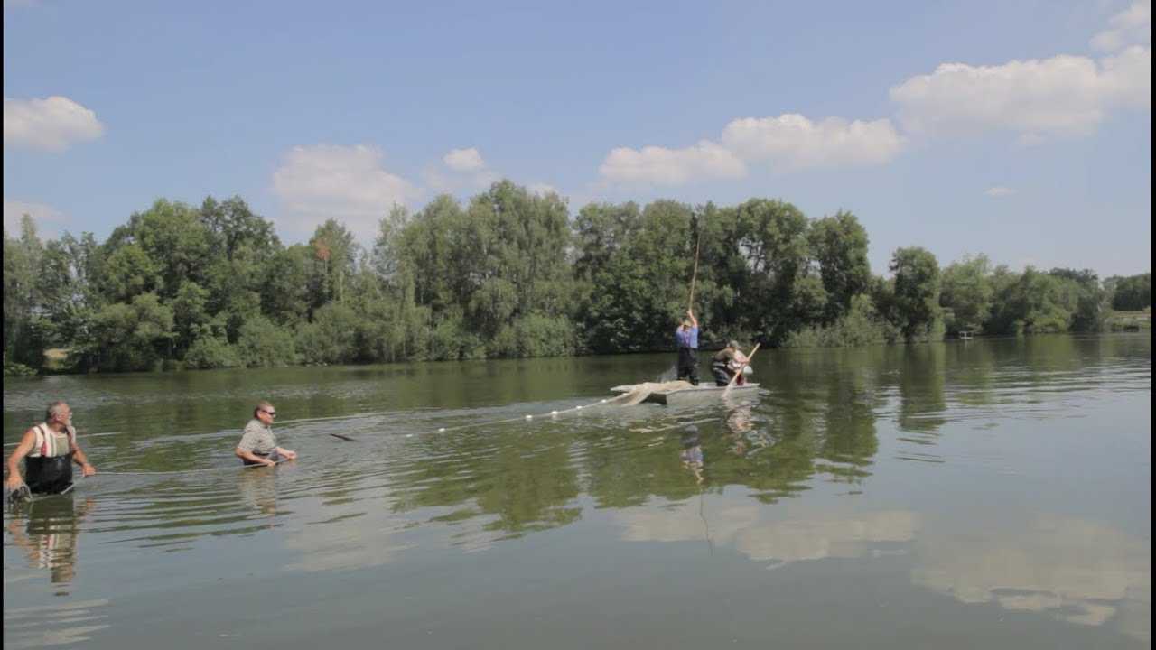 Letní odlov ryb na plné vodě - Fakulta rybářství a ochrany vod