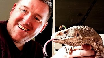 How To Tame A Savannah Monitor