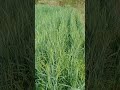 wheat farming agriculture farmer #agriculture #farmer