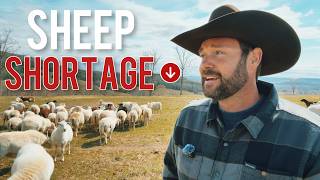 The U.s. Sheep Shortage No One Is Talking About 7 Million Lamb Gap