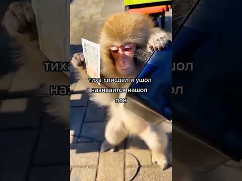 Нашол Пон Shorts Memes Fyp Funny Мемы Обезьяна Monkey Edit Youtubeshorts Fun Обезьяны