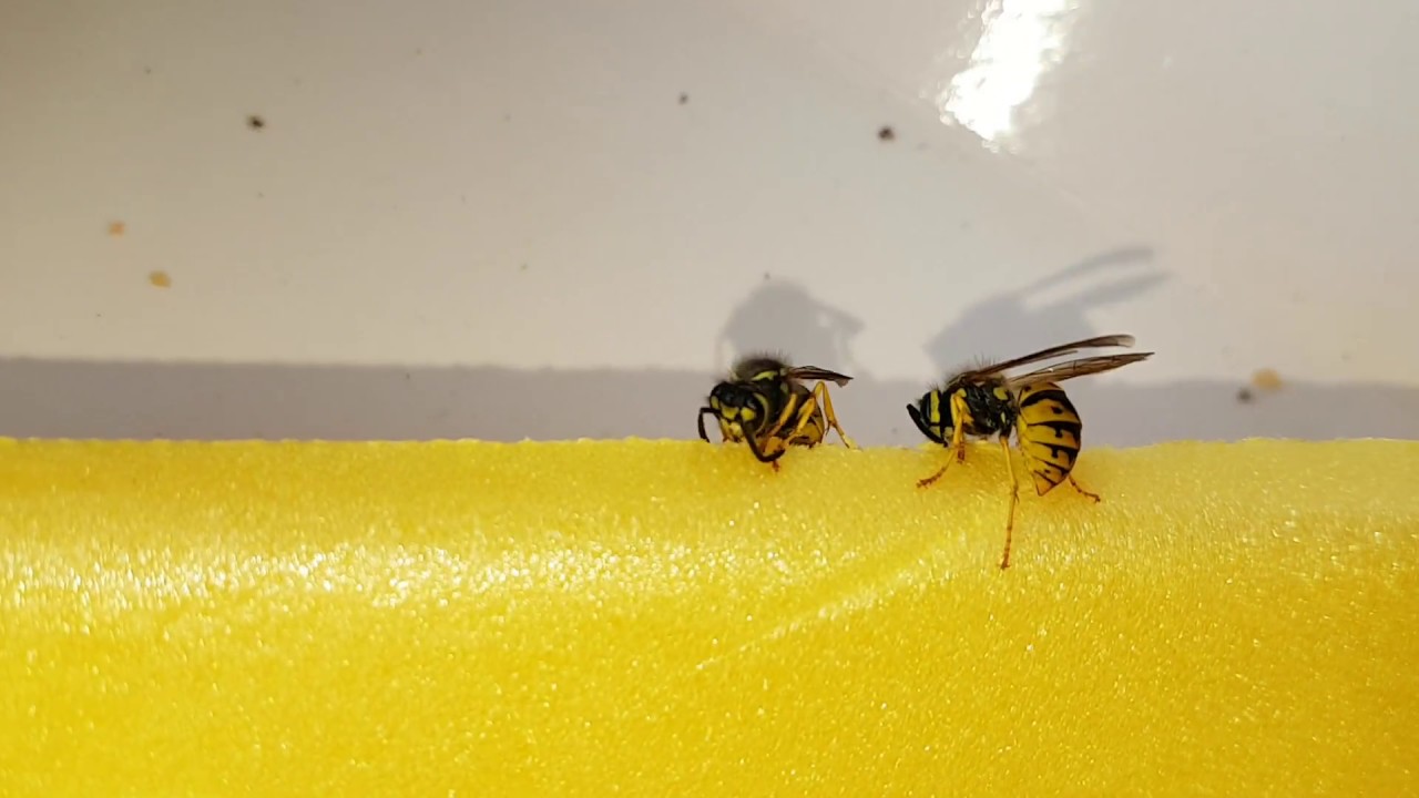 INCREÍBLE - AVISPAS COMIENDO POLIESTIRENO EXPANDIDO