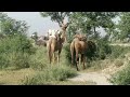 Camels In My Village - Ship Of The Desert | Village Life In Pakistan