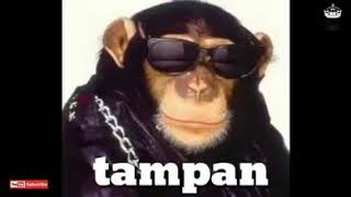 Monyet pun pandai menari