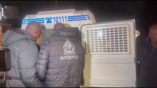 Details FUGITIVE CAPTURED! Interpol and SAPS Arrest UK Murder Suspect in Johannesburg Update