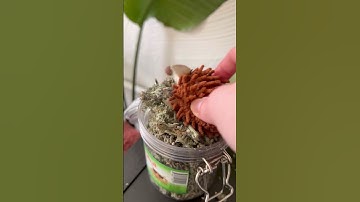 🐾 The Catnip That Drives Cats Wild! | Meowijuana Organic Catnip Buds