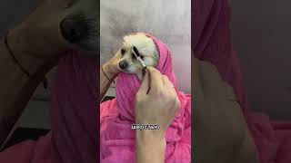 Как удалить грязь около глаз у собачки. Полезный лайфхак☺️ #viral #fyp #рекомендации #полезныесоветы
