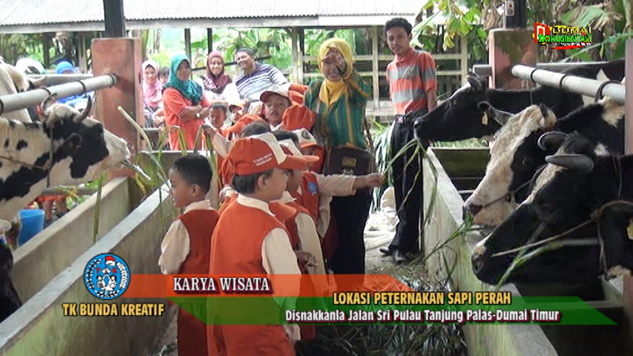 Cuplikan Siaran Karya Wisata Tk Bunda Kreatif Dumai Di Peternakan Sapi Perah Jalan Sri Pulau Dumai Cuplikan Siaran Karya Wisata Tk Bunda Kreatif Dumai Di Peternakan Sapi Perah Jalan Sri Pulau Dumai