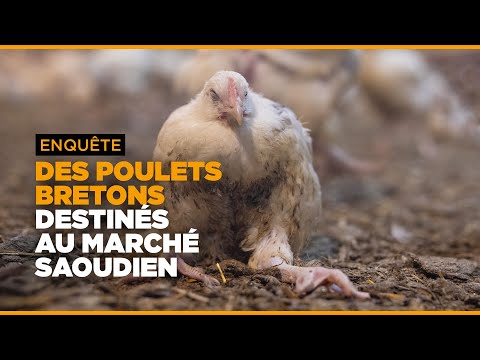 Enquête : des poulets bretons destinés au marché saoudien