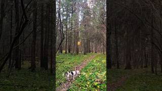 прекрасный танец 🙏💛#природа #respect #shortsvideo