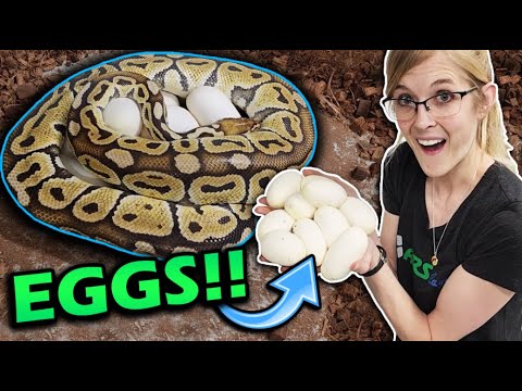Our Ball Pythons Laid Eggs!! Bananas are Cookin'!