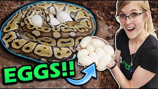 Our Ball Pythons Laid Eggs!! Bananas are Cookin'!