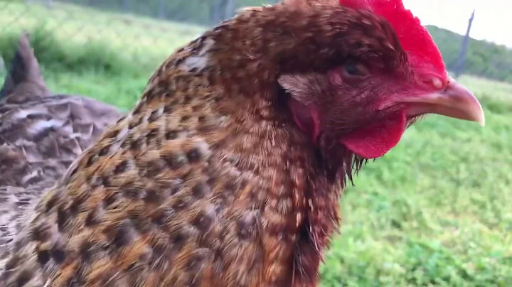 Have You Met Our Special Needs Chickens?  4/19/20