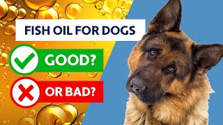 Fish Oil For Dogs: Good Or Bad?