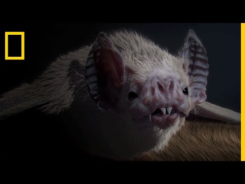 Incroyables chauve-souris | Le secret des acrobates