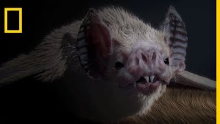 Incroyables chauve-souris | Le secret des acrobates