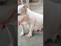 American bully 45 días de embarazo