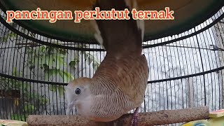 Perkutut mega mendung gacor suara bagus buat pancingan semua jenis perkutut.