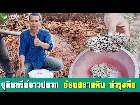 จุลินทรีย์จาวปลวกจากหัวเชื้อ