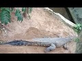 crocodile 🐊 playing in the zoo