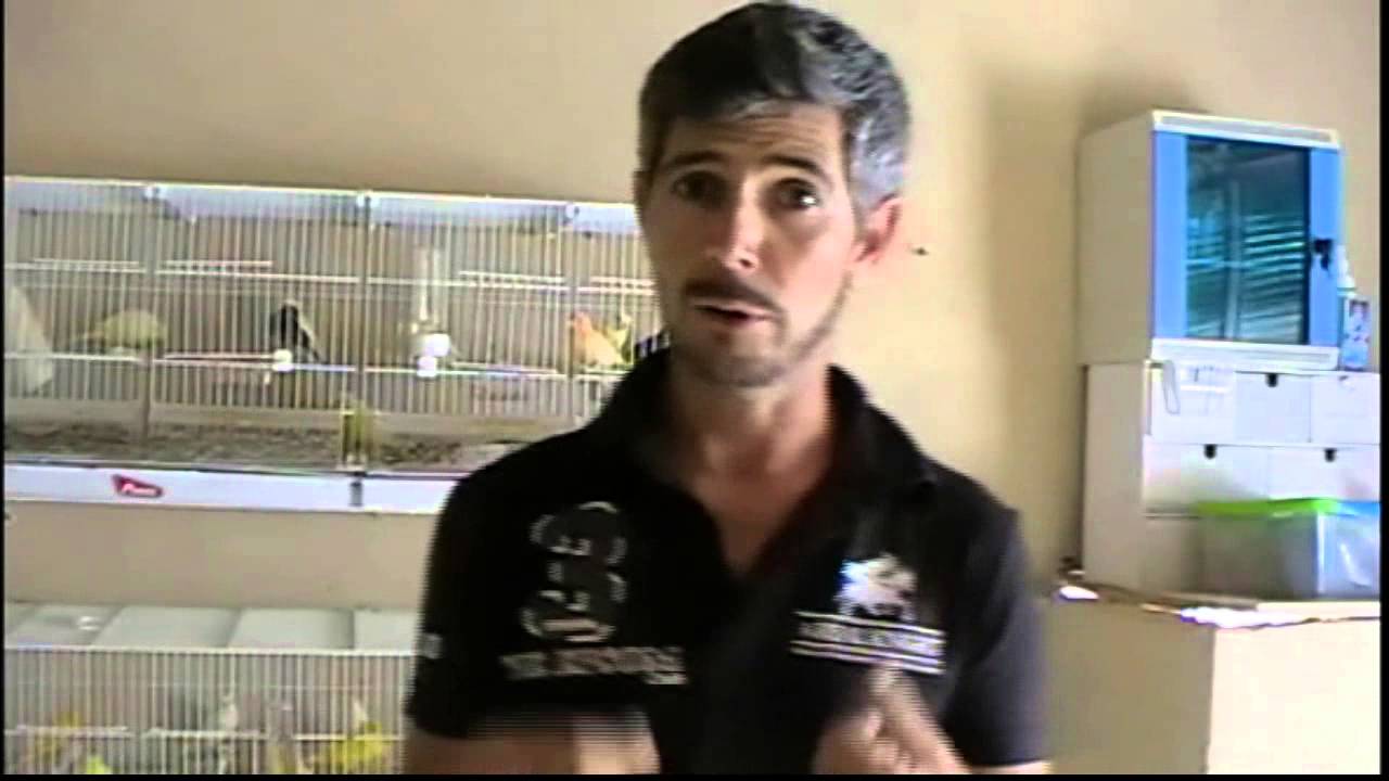 la cria de canarios ( las heces ¿que nos dicen de la salud de los canarios ? - YouTube